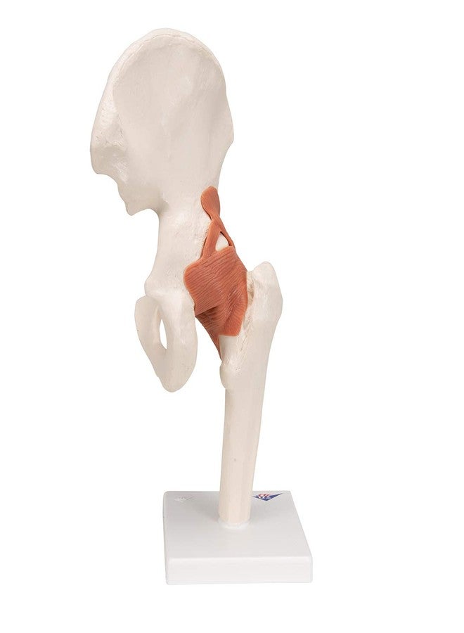 3B Scientific A81 Functional Hip Joint - 3B Smart Anatomy - Image 4