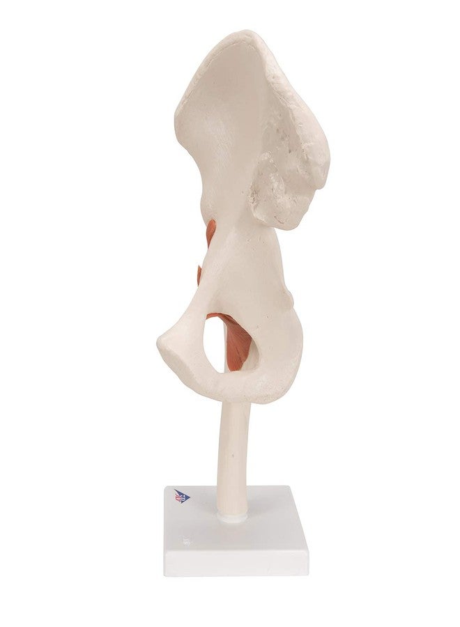 3B Scientific A81 Functional Hip Joint - 3B Smart Anatomy - Image 5