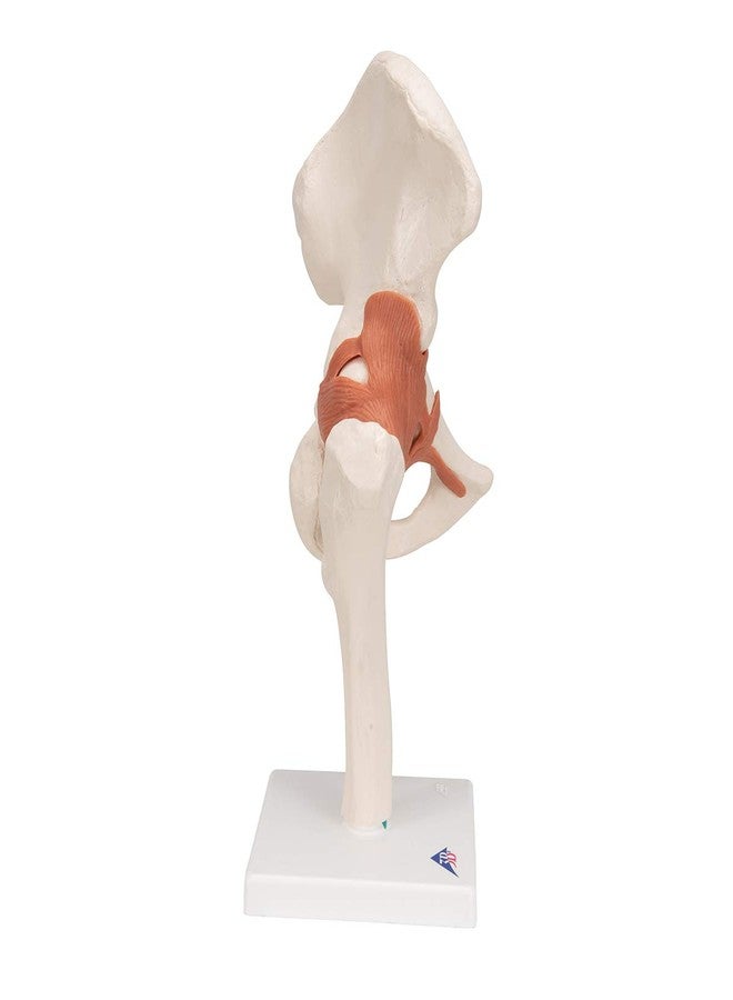 3B Scientific A81 Functional Hip Joint - 3B Smart Anatomy - Image 3