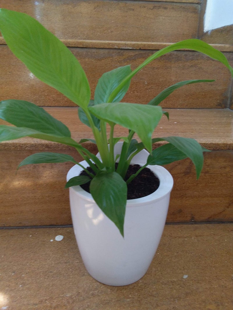 CAPPL Self Watering Flowering Pot | Hanging Planter for Plants (White) Pack of 3 - Image 5