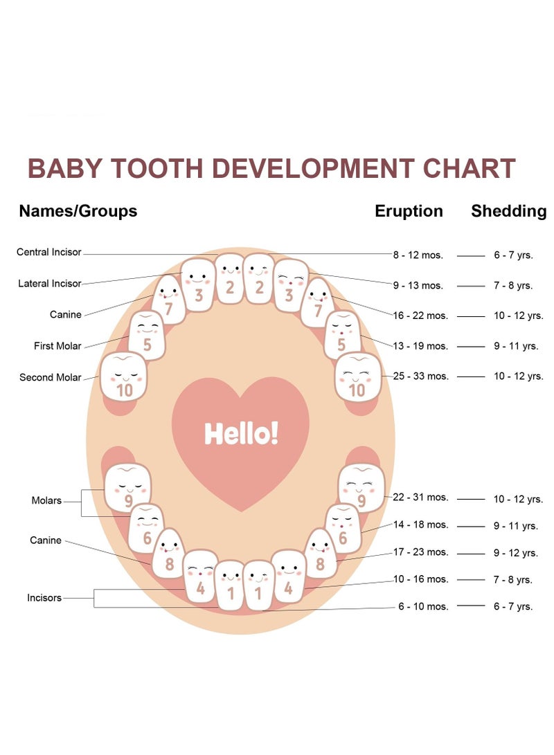 Wooden Tooth Fairy Box Baby Teeth Box with Magnetic Closure, Portable First Tooth Keepsake Box, Wooden Baby Tooth Box Storing Shed Milk Teeth, Fetal Hair and Umbilical Cord for Baby and Kids - Image 5