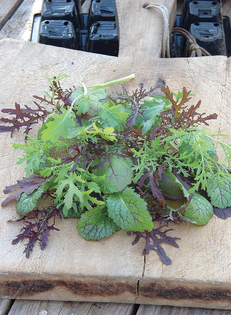 GGOOT 16955 Vegetable Seeds, Mustard Colour & Bite, Yellow - Image 3