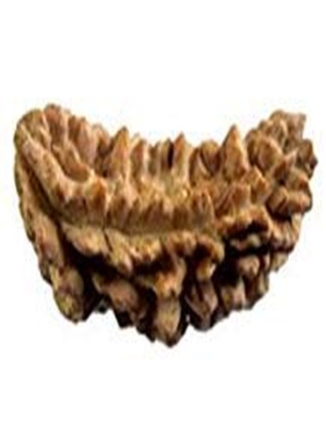 TheGalaxy Gallery 1 Mukhi (Kaju Dana) A1 Quality Nepal Rudraksha by Lab Certified - Image 1