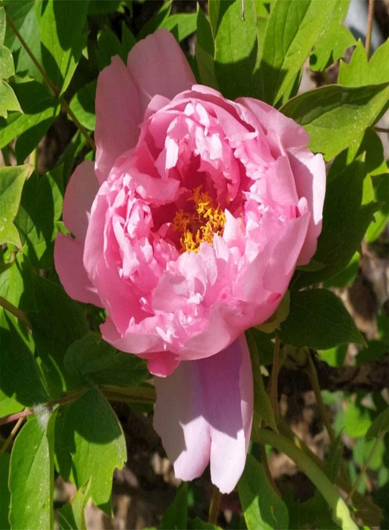 جي جوت 3 قطع من بذور الفاوانيا الوردية الفريدة من نوعها لحديقة المنزل، زهور رائعة للعائلة والأصدقاء لتزيين حديقة المنزل معًا لإنشاء مناظر طبيعية فريدة من نوعها - Image 4