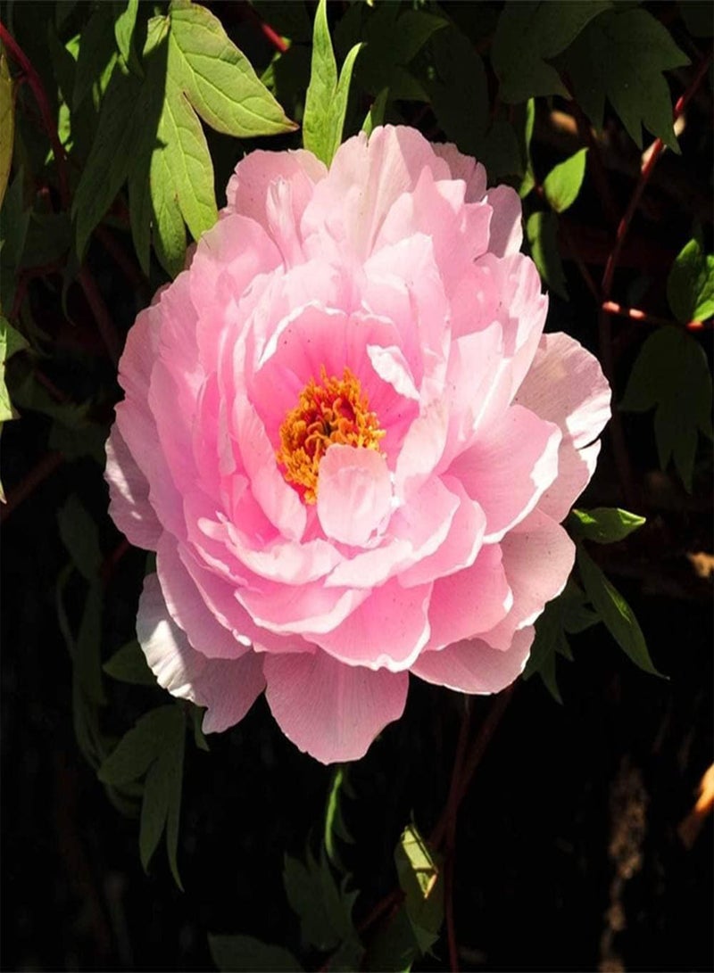 جي جوت 3 قطع من بذور الفاوانيا الوردية الفريدة من نوعها لحديقة المنزل، زهور رائعة للعائلة والأصدقاء لتزيين حديقة المنزل معًا لإنشاء مناظر طبيعية فريدة من نوعها - Image 2