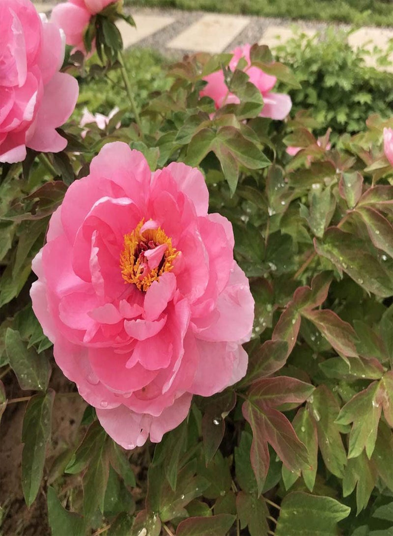 جي جوت 3 قطع من بذور الفاوانيا الوردية الفريدة من نوعها لحديقة المنزل، زهور رائعة للعائلة والأصدقاء لتزيين حديقة المنزل معًا لإنشاء مناظر طبيعية فريدة من نوعها - Image 3