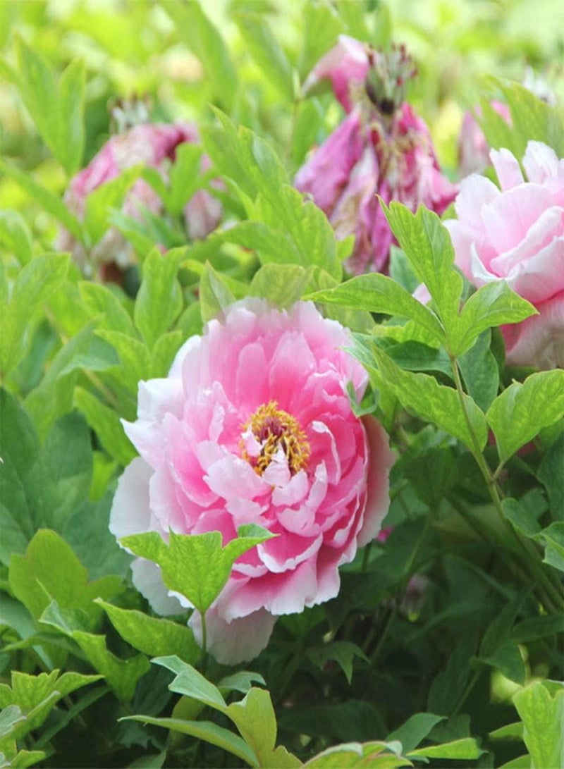 جي جوت 3 قطع من بذور الفاوانيا الوردية الفريدة من نوعها لحديقة المنزل، زهور رائعة للعائلة والأصدقاء لتزيين حديقة المنزل معًا لإنشاء مناظر طبيعية فريدة من نوعها - Image 1