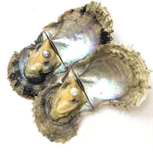ingsi 4PC Saltwater Pearl Cultured Love Wish Akoya PearlOyster with Pearl Inside for Pearl Gift Fun for Children Family Friends PartyOyster with Pearls Inside(6-8mm, 4PC) - Image 3