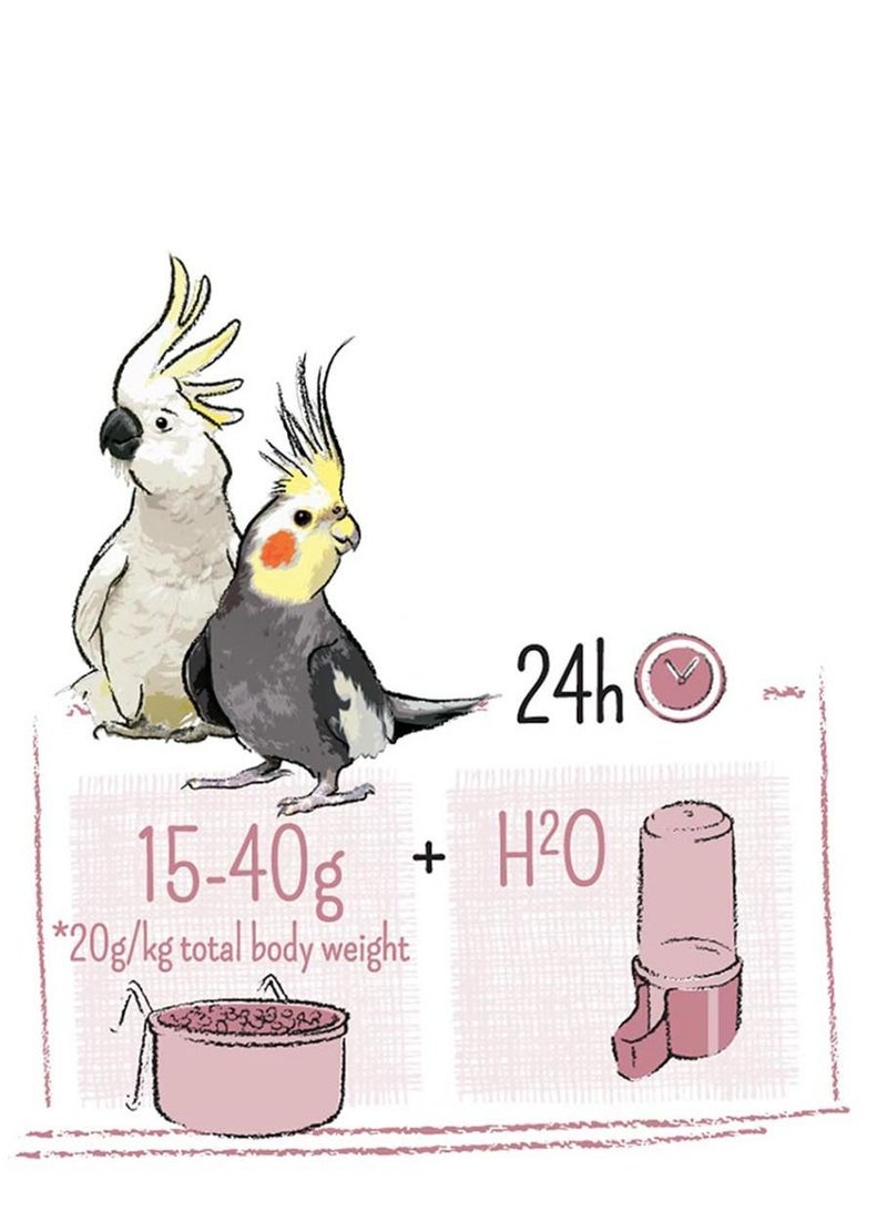 Witte Molen طعام الطيور الكبيرة من بوير باراكيت وكوكاتو 2 كجم - Image 3