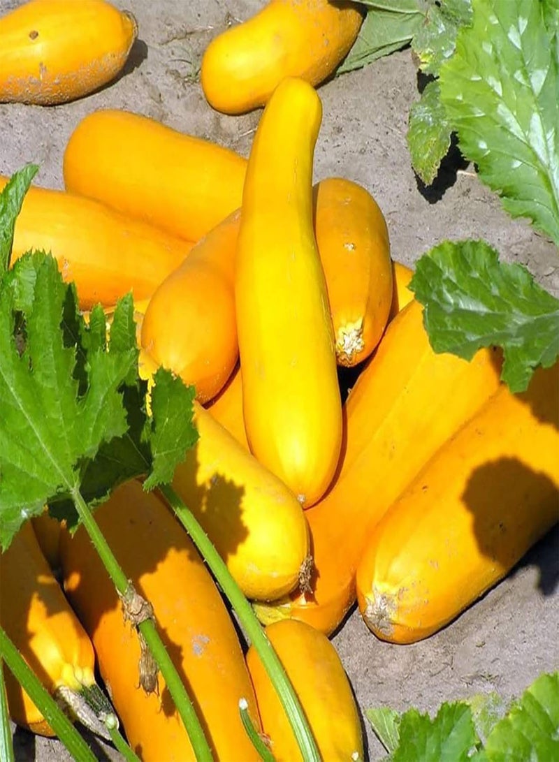 GGOOT 100Pcs Mix Zucchini Seeds Courtyard Mini Squash Fresh Gourd Sweet Vegetables Plants Seeds for Planting Fruit Vegetable Seeds Zucchini Seeds - Image 5