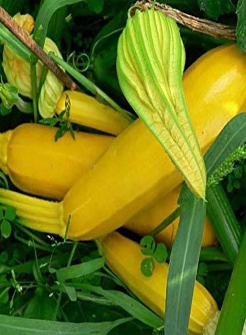 GGOOT 100Pcs Mix Zucchini Seeds Courtyard Mini Squash Fresh Gourd Sweet Vegetables Plants Seeds for Planting Fruit Vegetable Seeds Zucchini Seeds - Image 2
