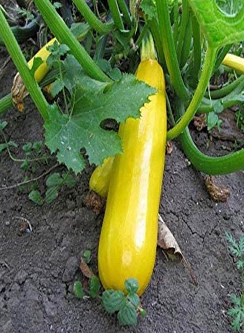 GGOOT 100Pcs Mix Zucchini Seeds Courtyard Mini Squash Fresh Gourd Sweet Vegetables Plants Seeds for Planting Fruit Vegetable Seeds Zucchini Seeds - Image 3