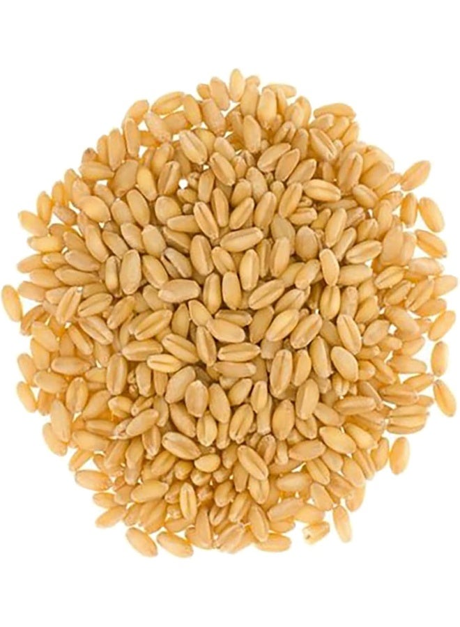 حبوب القمح الأبيض الصلب من بالوس - 5 أرطال - Image 2