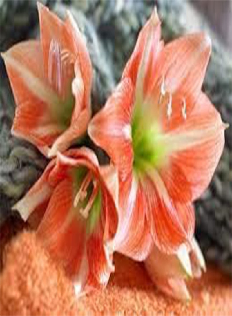 جي جوت بذور طازجة 100 قطعة بذور زهرة الأمارلس للزراعة باللون الأحمر 2