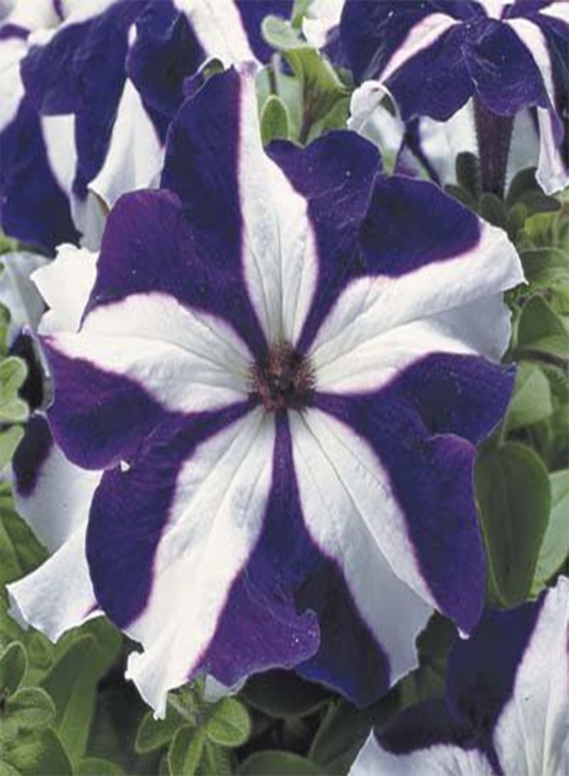 GGOOT Petunia-Single Ultra Blue Star 200 Seeds