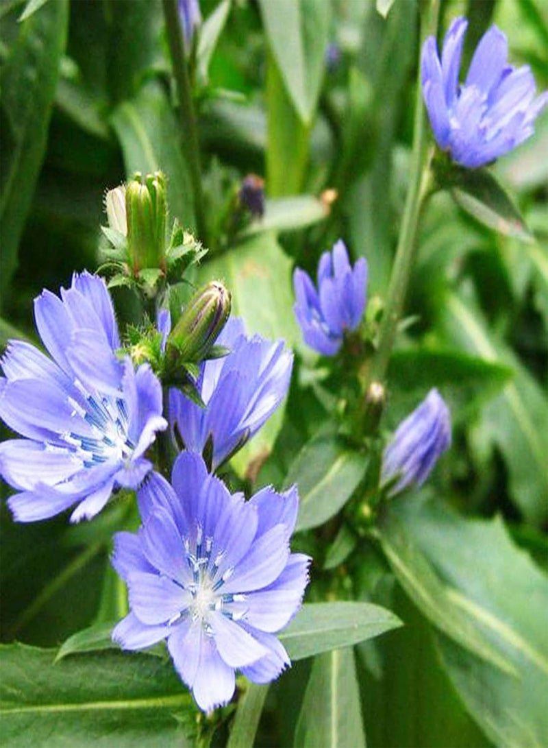 جي جوت بذور نباتات زهور الحديقة الخضراء 50 قطعة/الحقيبة بذور الهندباء المزهرة الجميلة النابضة بالحياة بذور الزهور الصديقة للبيئة للبذور الخارجية - Image 2