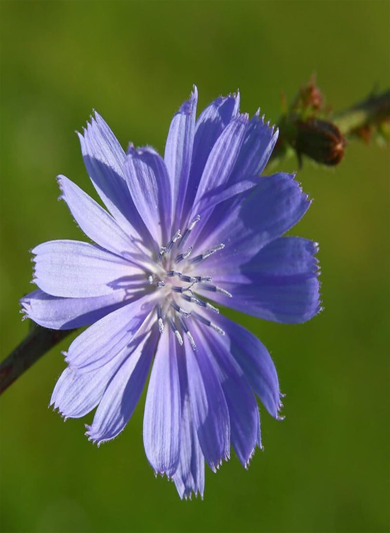 جي جوت بذور نباتات زهور الحديقة الخضراء 50 قطعة/الحقيبة بذور الهندباء المزهرة الجميلة النابضة بالحياة بذور الزهور الصديقة للبيئة للبذور الخارجية - Image 5