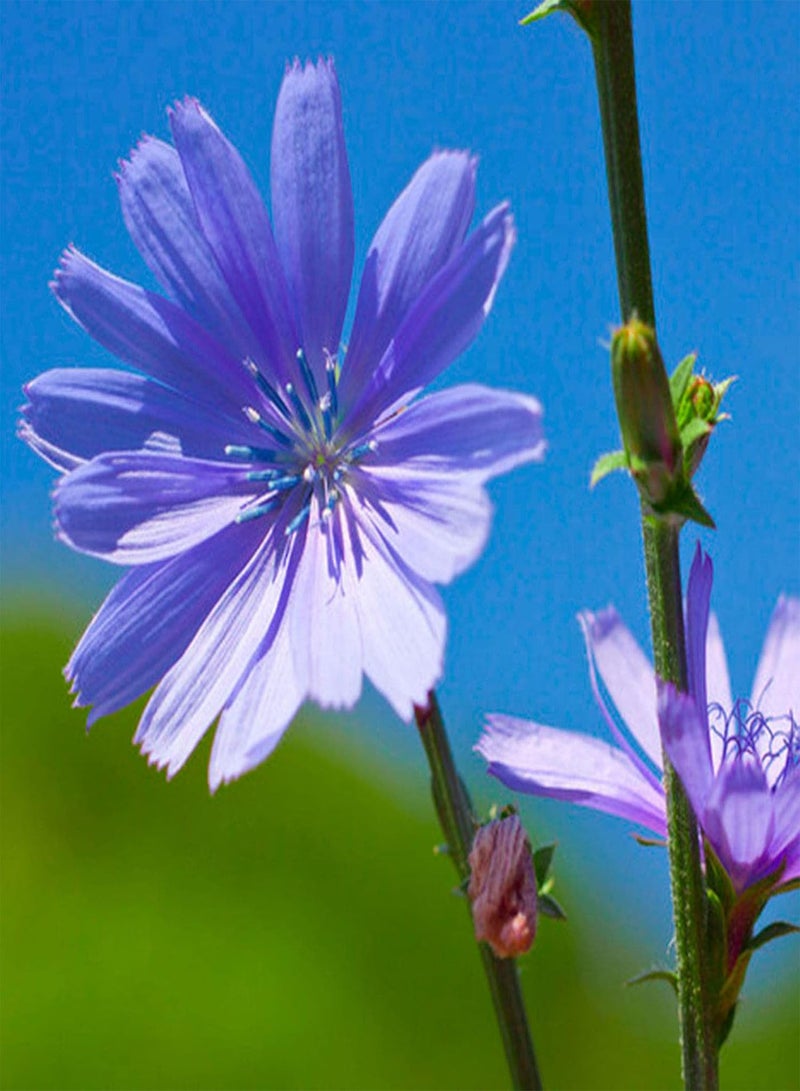 جي جوت بذور نباتات زهور الحديقة الخضراء 50 قطعة/الحقيبة بذور الهندباء المزهرة الجميلة النابضة بالحياة بذور الزهور الصديقة للبيئة للبذور الخارجية - Image 4