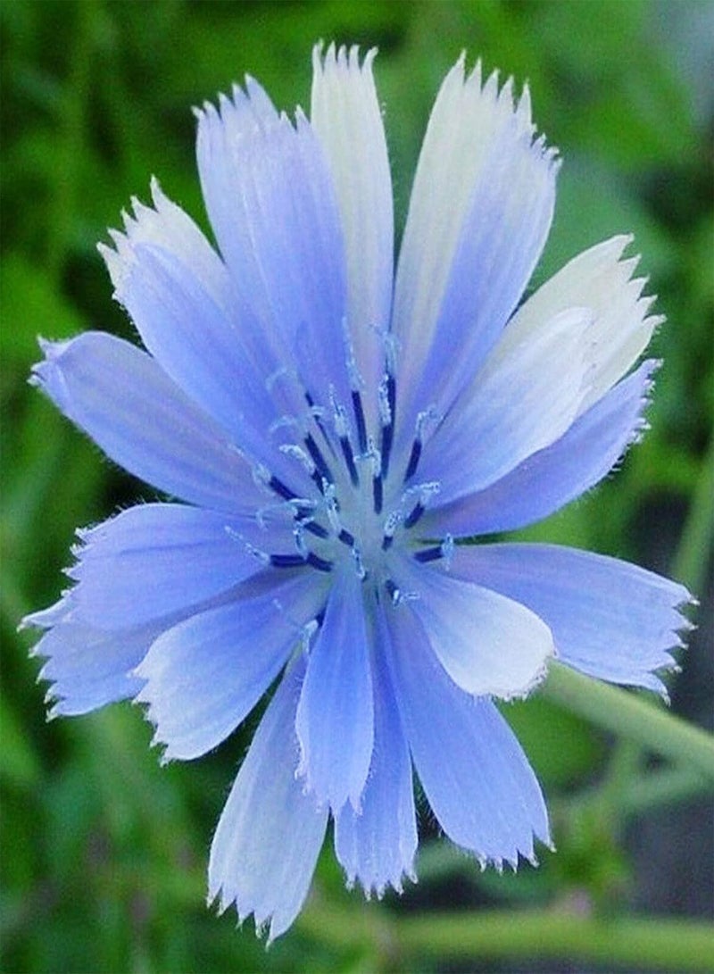 جي جوت بذور نباتات زهور الحديقة الخضراء 50 قطعة/الحقيبة بذور الهندباء المزهرة الجميلة النابضة بالحياة بذور الزهور الصديقة للبيئة للبذور الخارجية - Image 1