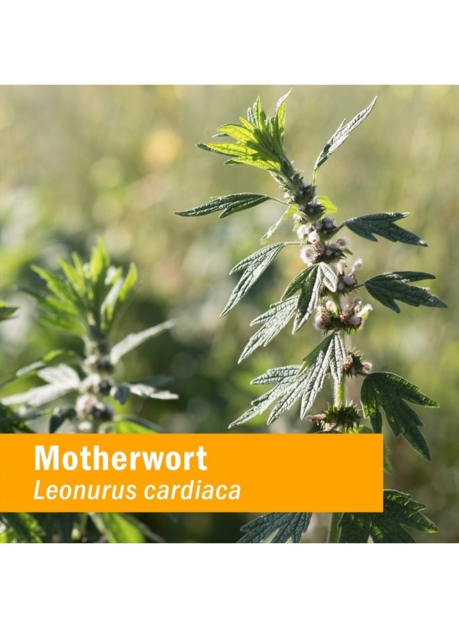 HERB PHARM Certified Organic Motherwort Liquid Extract for Endocrine System Support - 4 Ounce  - Image 3