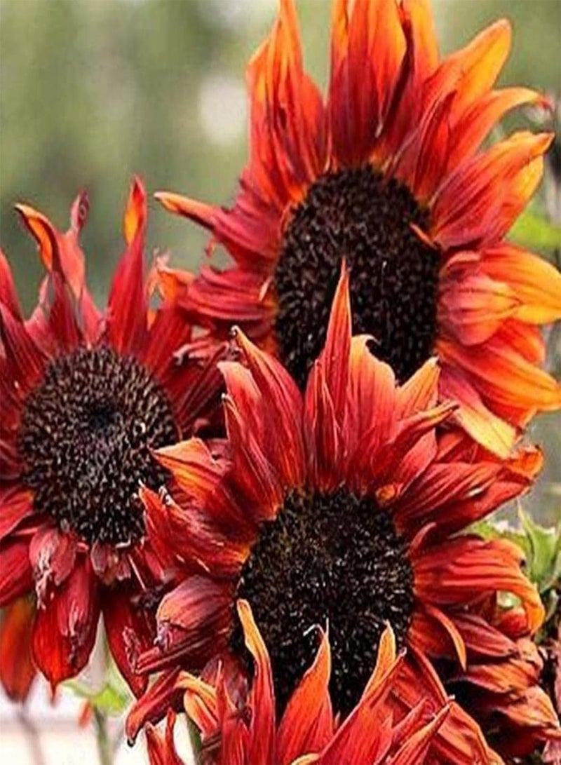 GGOOT Multi Colors Sunflower Seeds Kit Rare Home Gardening Growing Fragrant Sunflower Seeds Assorted Pack Mix Color Seeds - Image 3