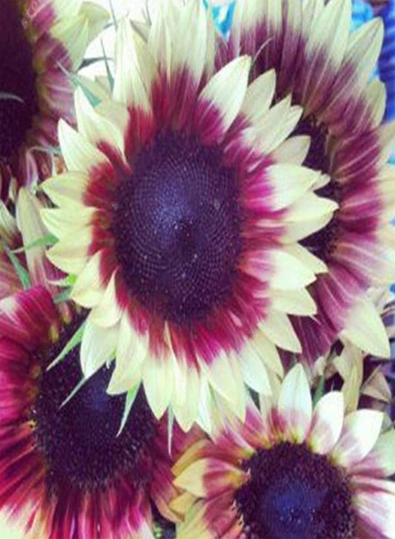 GGOOT Multi Colors Sunflower Seeds Kit Rare Home Gardening Growing Fragrant Sunflower Seeds Assorted Pack Mix Color Seeds - Image 2