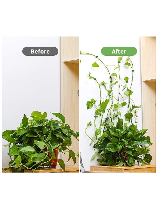 DRAMA HOME 50 Pieces Plant Climbing Wall Fixture Clips with 50 Pieces Acrylic Adhesive Sticker Plant Fixer Invisible Wall Vines Fixing Clips Self-Adhesive Hook Plant Vine Traction for Indoor Outdoor Decoration  - Image 3