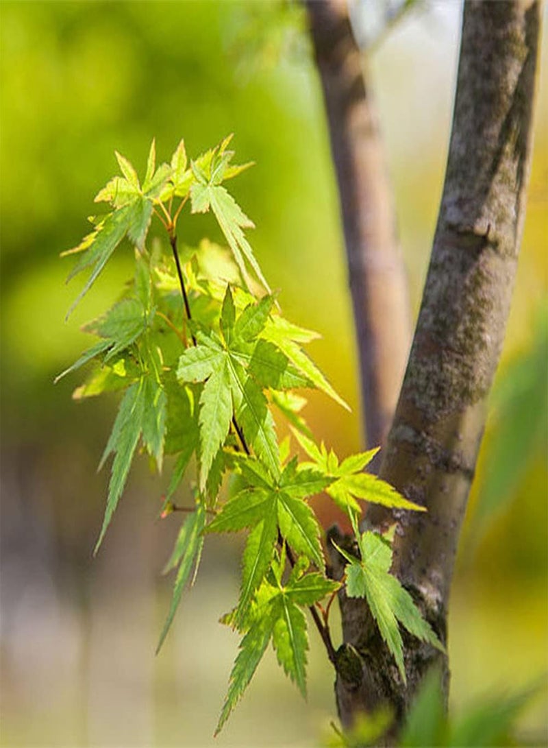 GGOOT 20pcs Maple Seeds Strong Adaptability Easy to Maintain Loved by Home Gardeners Attracting Butterflies Bees Create Gardening Scenery - Image 2