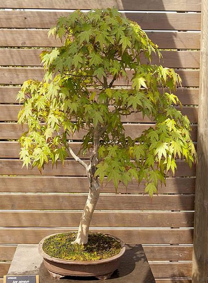 GGOOT 20pcs Maple Seeds Strong Adaptability Easy to Maintain Loved by Home Gardeners Attracting Butterflies Bees Create Gardening Scenery - Image 1