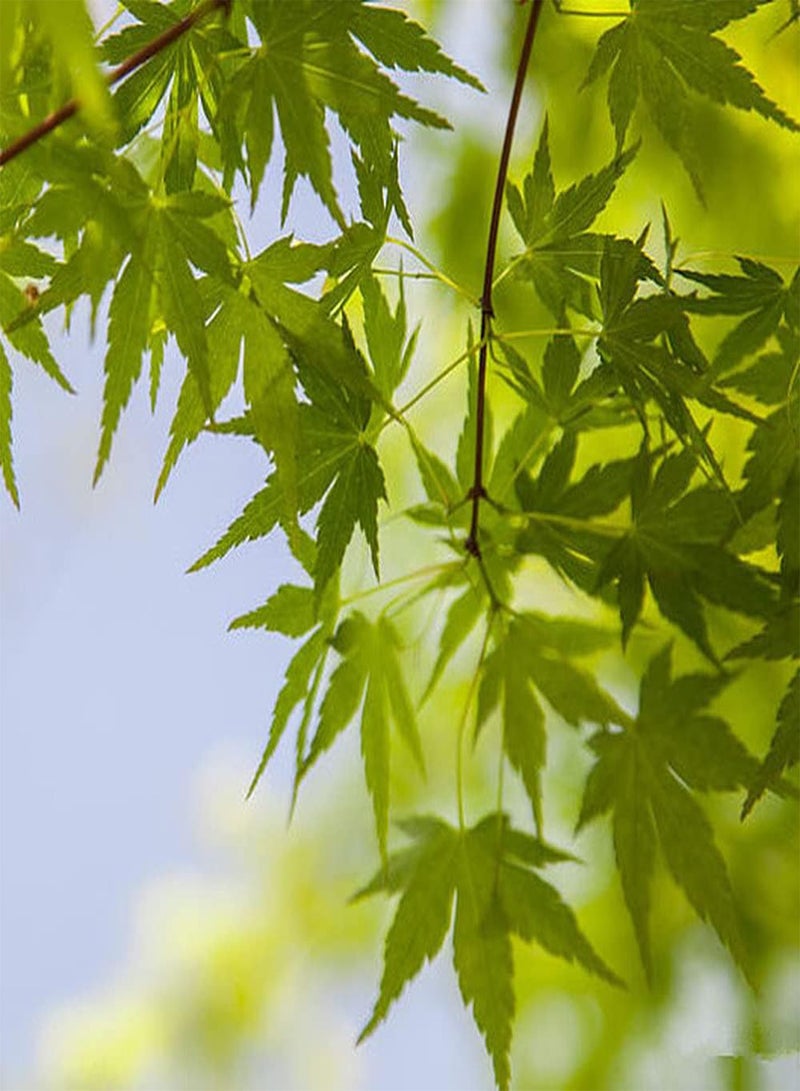 GGOOT 20pcs Maple Seeds Strong Adaptability Easy to Maintain Loved by Home Gardeners Attracting Butterflies Bees Create Gardening Scenery - Image 3