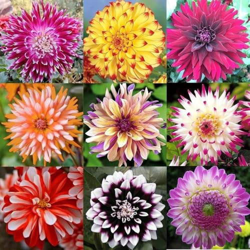 VISTATU 200+ PCS Mix Dahlia Seeds Flowers Compound Petals Multi-Color Beautiful Annual Outdoor Garden Potted Plants Non-GMO Dahlia for Planting Dahlia Pinnata Seeds - Image 3