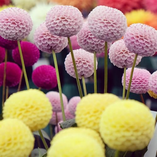 VISTATU 200+ PCS Mix Dahlia Seeds Flowers Compound Petals Multi-Color Beautiful Annual Outdoor Garden Potted Plants Non-GMO Dahlia for Planting Dahlia Pinnata Seeds - Image 4
