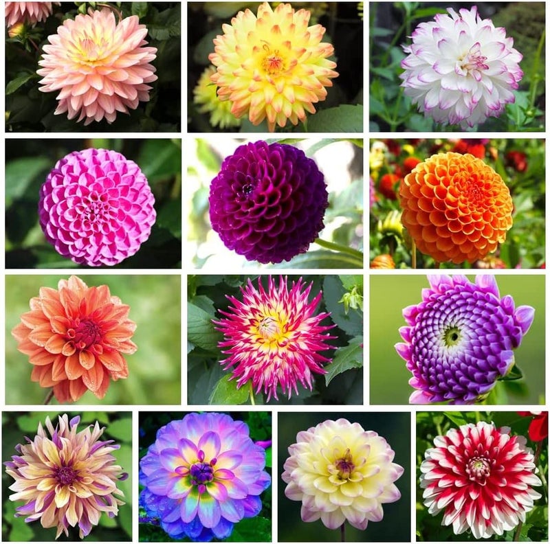 VISTATU 200+ PCS Mix Dahlia Seeds Flowers Compound Petals Multi-Color Beautiful Annual Outdoor Garden Potted Plants Non-GMO Dahlia for Planting Dahlia Pinnata Seeds - Image 1