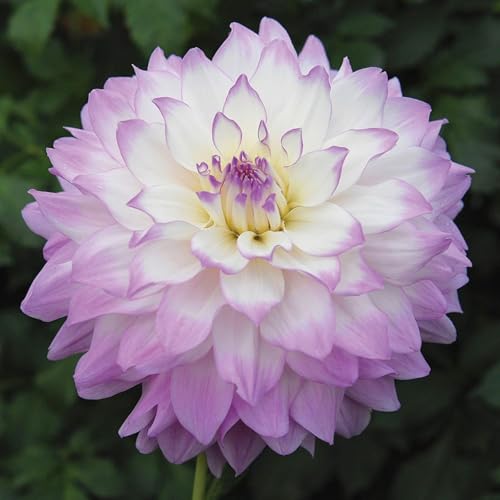 VISTATU 200+ PCS Mix Dahlia Seeds Flowers Compound Petals Multi-Color Beautiful Annual Outdoor Garden Potted Plants Non-GMO Dahlia for Planting Dahlia Pinnata Seeds - Image 5