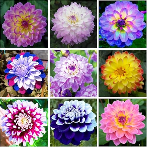 VISTATU 200+ PCS Mix Dahlia Seeds Flowers Compound Petals Multi-Color Beautiful Annual Outdoor Garden Potted Plants Non-GMO Dahlia for Planting Dahlia Pinnata Seeds - Image 2