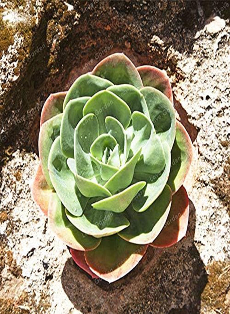 جي جوت بذور جديدة من نبات السمبرفيفوم العصاري للزراعة الخضراء، 100 قطعة - Image 1