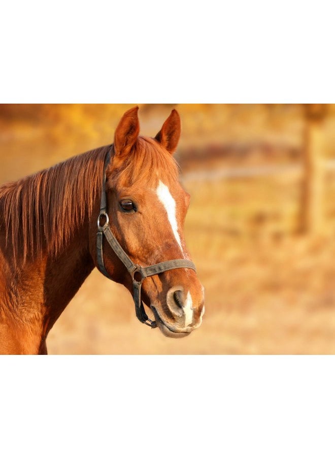 Jolly Pets - Horsemen's Pride 10" Jolly Ball Horse Toy, Red - Image 1
