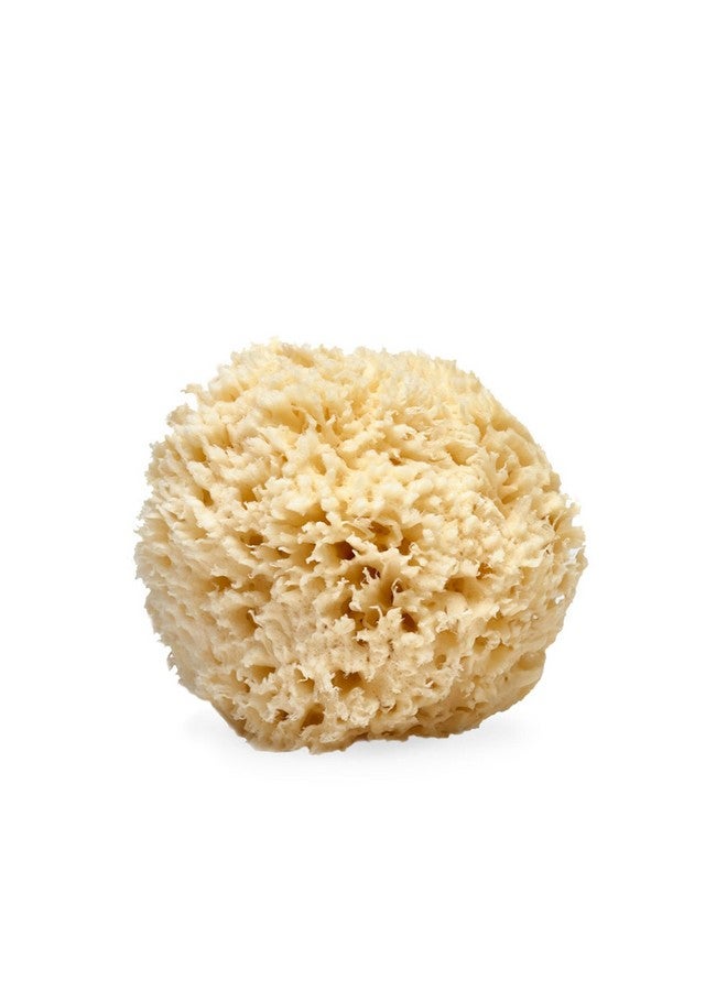 لاذر لاثر - إسفنجة صوف البحر الطبيعية، 4-5 بوصات - مقشر عضوي للجسم - تنظيف ناعم ولطيف - مضاد للحساسية - لجميع أنواع البشرة - إسفنجة ليفة فلوريدا الطبيعية - خالية من القسوة - منتجات التجميل والعناية بالبشرة - Image 1