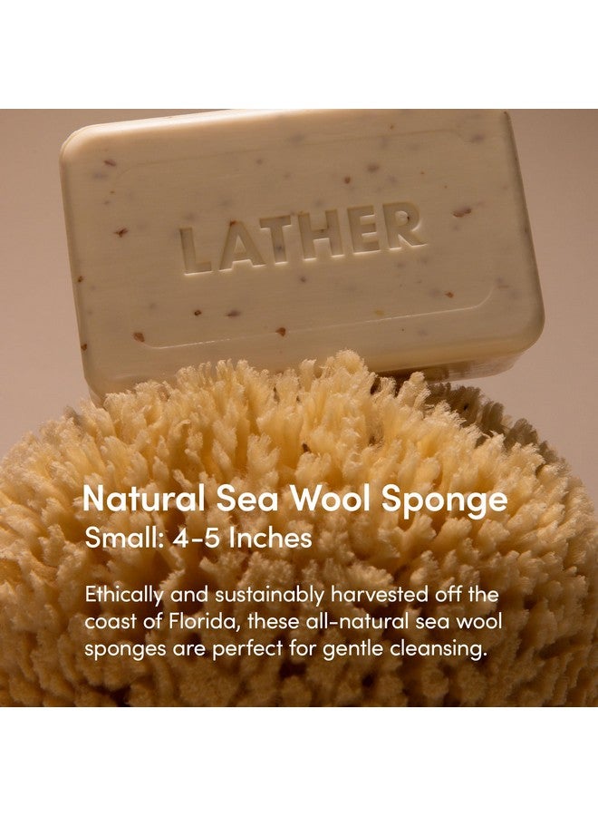 لاذر لاثر - إسفنجة صوف البحر الطبيعية، 4-5 بوصات - مقشر عضوي للجسم - تنظيف ناعم ولطيف - مضاد للحساسية - لجميع أنواع البشرة - إسفنجة ليفة فلوريدا الطبيعية - خالية من القسوة - منتجات التجميل والعناية بالبشرة - Image 2