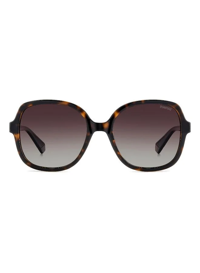 Wayfarers Sunglasses