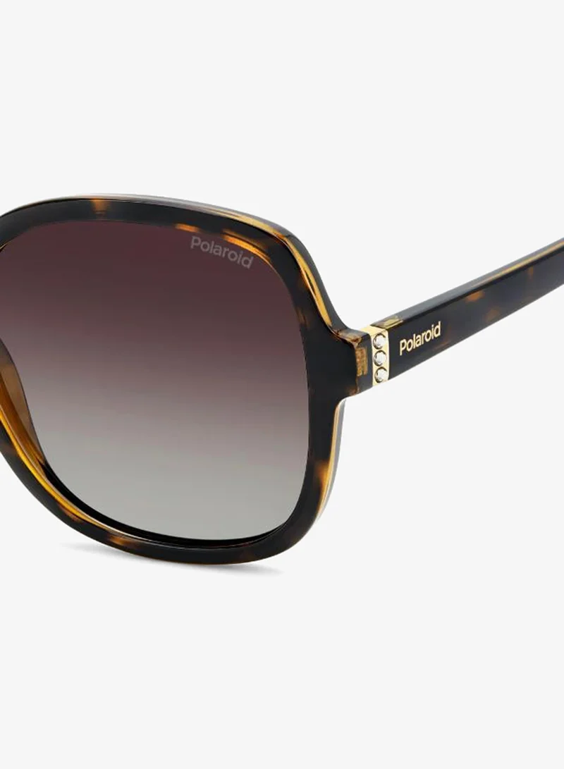 Polaroid  Wayfarers Sunglasses for Women | Best Price UAE