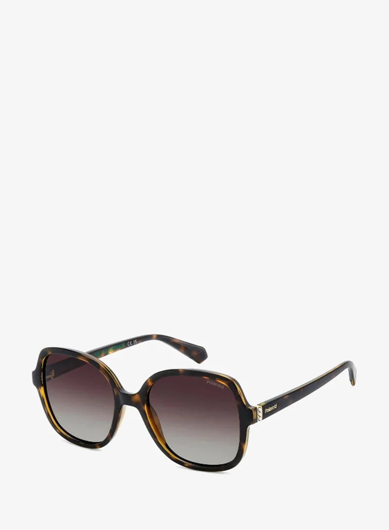 Polaroid  Wayfarers Sunglasses for Women | Best Price UAE