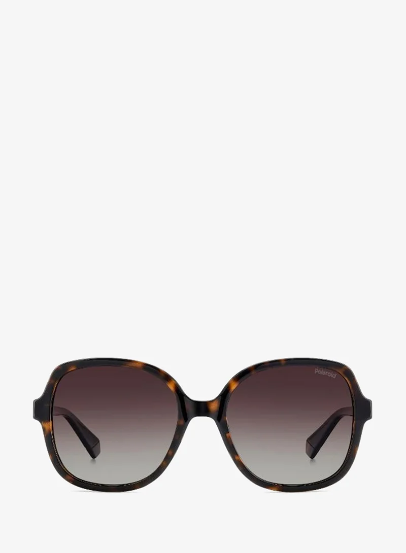 Wayfarers Sunglasses