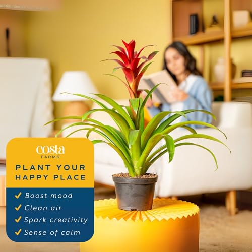 Costa Farms Bromeliad Live Plant | Blooming Flowers, 20-Inches Tall | Live Indoor Houseplant in Garden Flower Pot | Color Varies | Housewarming Gift | Home, Office and Room Decor - Image 5