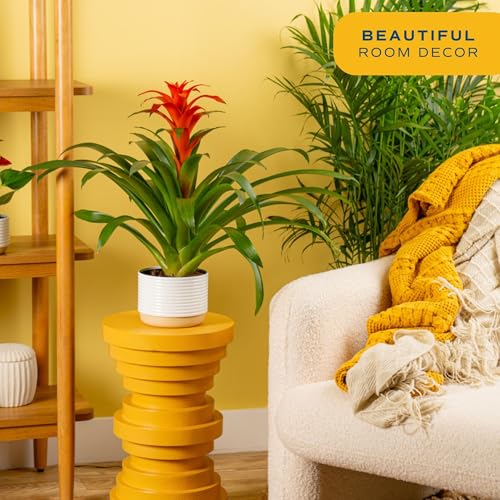 Costa Farms Bromeliad Live Plant | Blooming Flowers, 20-Inches Tall | Live Indoor Houseplant in Garden Flower Pot | Color Varies | Housewarming Gift | Home, Office and Room Decor - Image 4