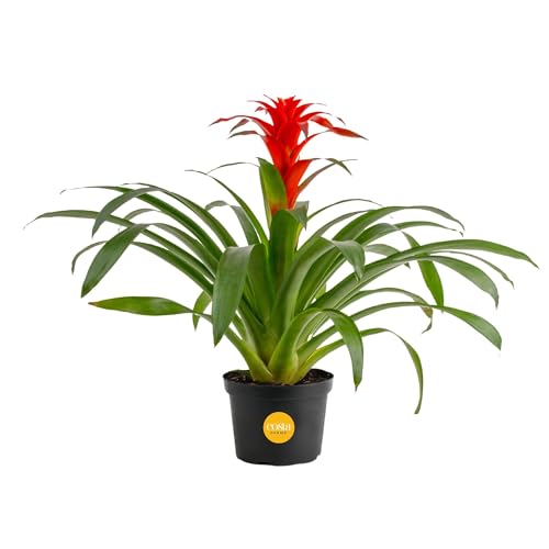 Costa Farms Bromeliad Live Plant | Blooming Flowers, 20-Inches Tall | Live Indoor Houseplant in Garden Flower Pot | Color Varies | Housewarming Gift | Home, Office and Room Decor - Image 1