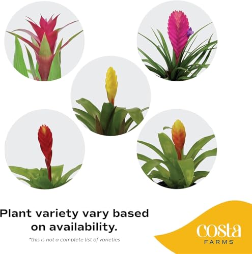 Costa Farms Bromeliad Live Plant | Blooming Flowers, 20-Inches Tall | Live Indoor Houseplant in Garden Flower Pot | Color Varies | Housewarming Gift | Home, Office and Room Decor - Image 3