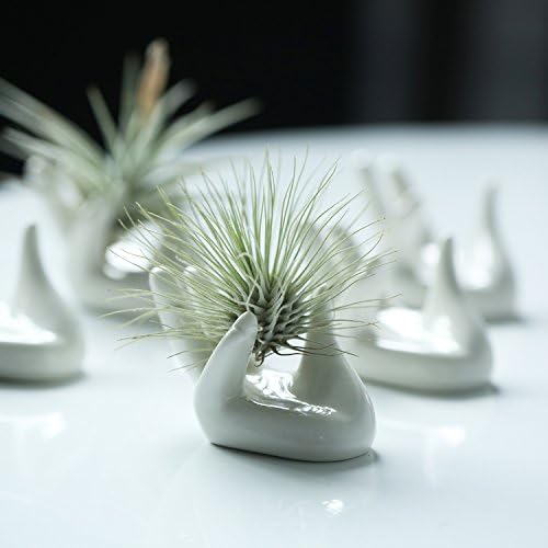 Dahey Air Plant Holder Cute Ceramic Mini Hand Shape Stand Airplants Tillandsia Small Container Pot Plant Decorative Home Decor for Desk Table Shelf,White,1 Pack - Image 3