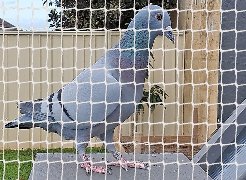 BENAVJI Bird Net/Anti Bird Net/Pigeon Net/Garden Net/Bird Control Net UV Stabilised HDPE Monofilament Netting Solution Natural Color (10 FT X 20 FT) - Image 4