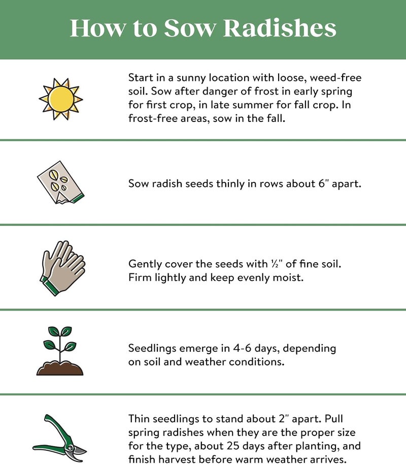 Burpee Watermelon Radish Seeds 300 seeds - Image 2